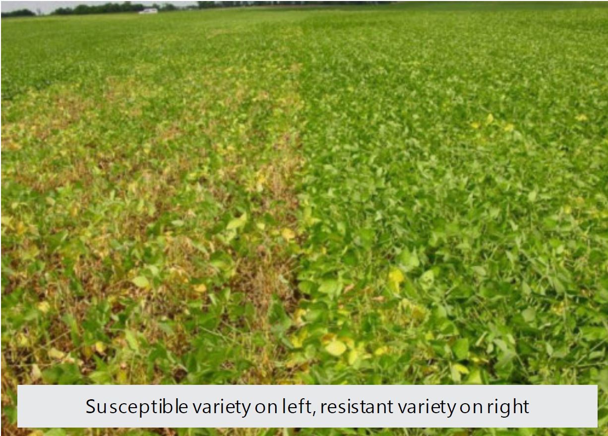 Susceptible variety on left, resistant variety on right.