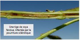 Une tige de soya fendue, infectée par la pourriture sclérotique