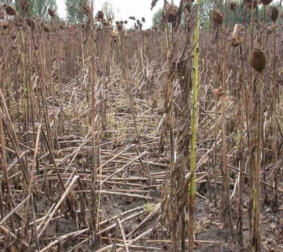 This is a photo showing severe sunflower field infection from Phomopsis helianthi.