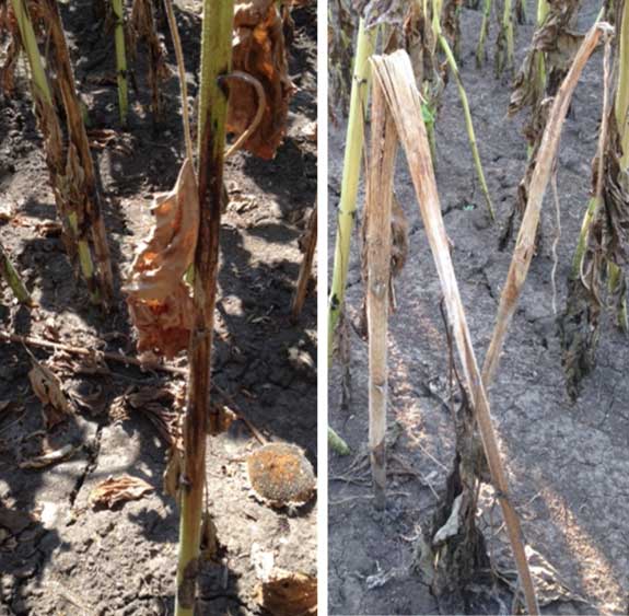 This photo shows phomopsis damage on sunflower stems.