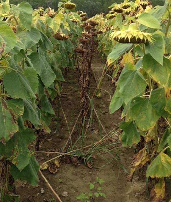 This photo shows sunflowers tolerant to Phomopsis helianthi compared to susceptible plants.