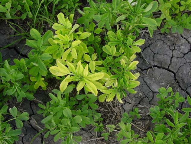 Symptoms of boron deficiency in alfalfa.