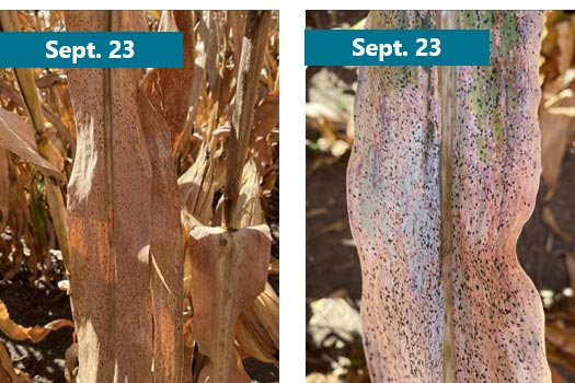 A corn field with almost no visible foliar disease on August 28, 2021 and the same field with extensive tar spot infection on September 23.