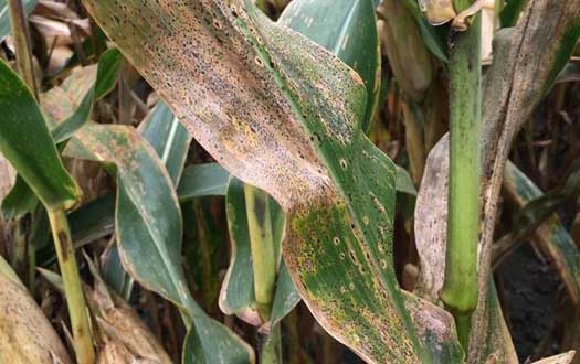 Corn leaves infected with tar spot in a field in Illinois.