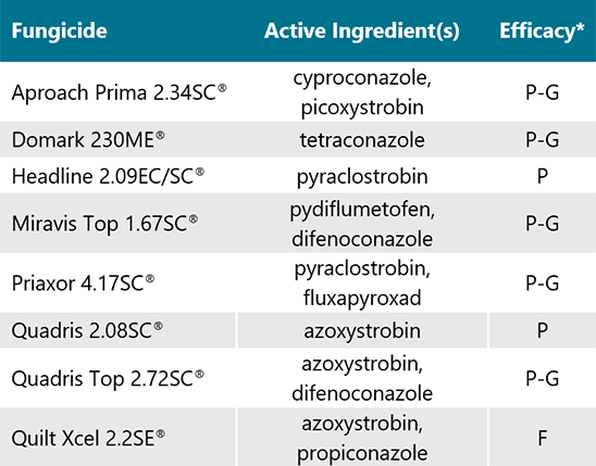 Photo - Representative kernels from the tip, middle, and butt of an ear from hybrid families with above-average and below-average kernel weight in 2019.