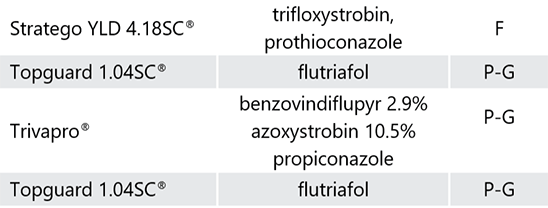 Photo - Representative kernels from the tip, middle, and butt of an ear from hybrid families with above-average and below-average kernel weight in 2019.