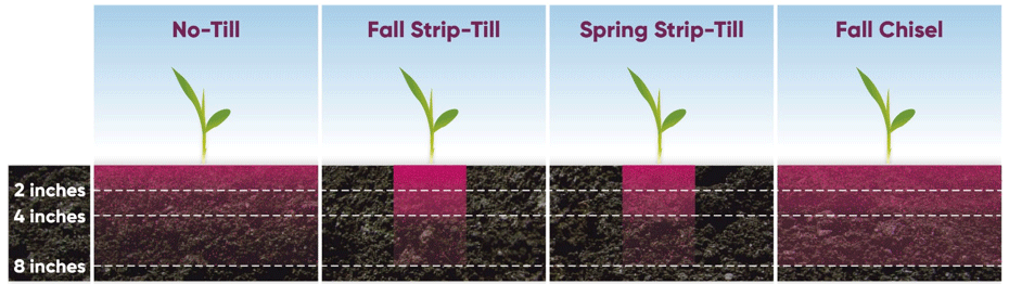 Differences in K stratification among tillage systems with 116 lbs K per acre applied.