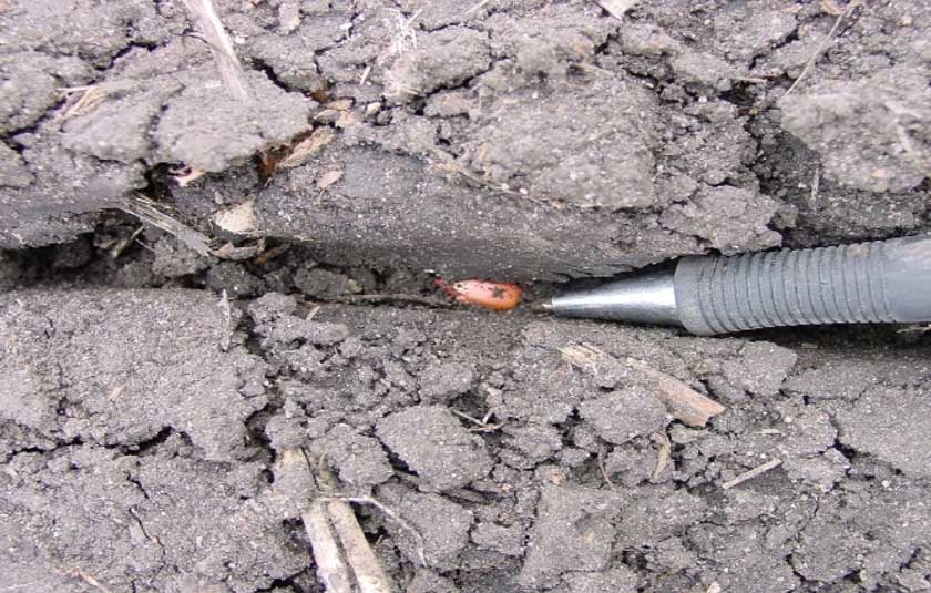 Photo - A soil that was too wet to plant, leaving the seed trench open and the seed exposed.