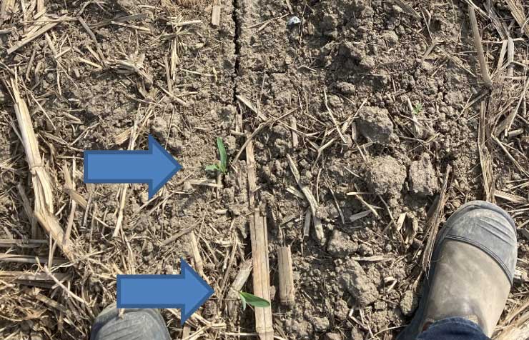 Photo - Planting into wet soils caused an open seed trench resulting in uneven emergence and poor stands.