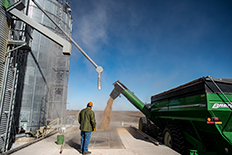 Photo - Augering grain at storage or coop