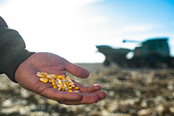 Photo - Hand holding grain - field in background